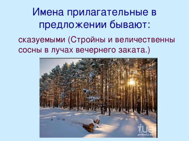 Имена прилагательные в предложении бывают:  сказуемыми (Стройны и величественны сосны в лучах вечернего заката.)