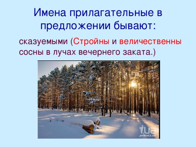 Имена прилагательные в предложении бывают:  сказуемыми ( Стройны и величественны сосны в лучах вечернего заката.)