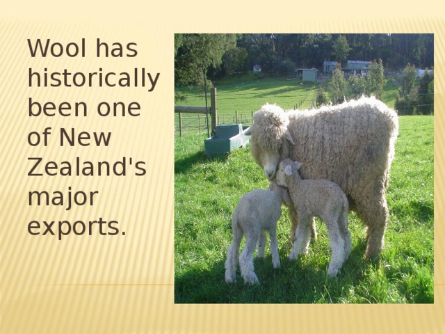 Wool has historically been one of New Zealand's major exports. 