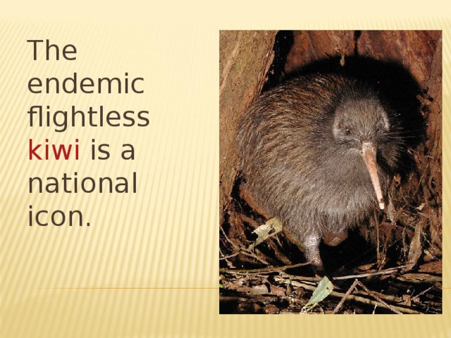 The endemic flightless kiwi is a national icon. 