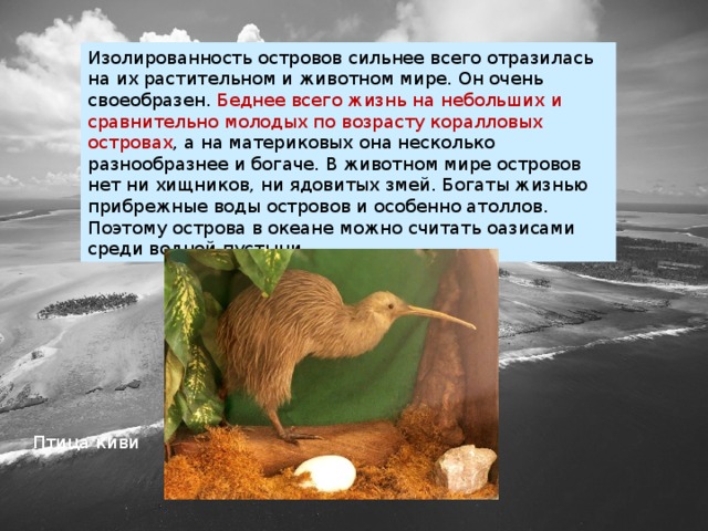 Изолированность островов сильнее всего отразилась на их растительном и животном мире. Он очень своеобразен. Беднее всего жизнь на небольших и сравнительно молодых по возрасту коралловых островах , а на материковых она несколько разнообразнее и богаче. В животном мире островов нет ни хищников, ни ядовитых змей. Богаты жизнью прибрежные воды островов и особенно атоллов. Поэтому острова в океане можно считать оазисами среди водной пустыни. Птица киви 