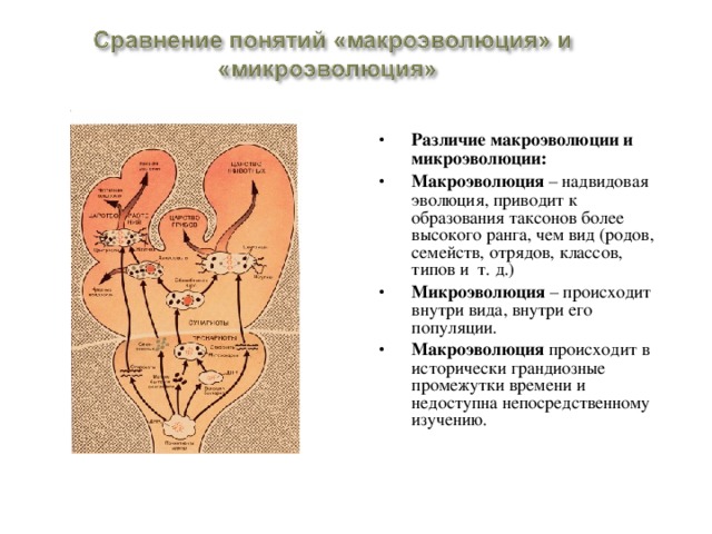 Макроэволюция как процесс появления надвидовых групп организмов презентация 9 класс пономарева