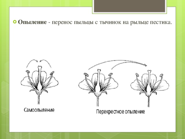 Схема самоопыления хвойные. Опыление насекомыми схема. Схема типы опыления растений. Типы опыления цветковых растений. Типы самоопыления и перекрестного опыления.