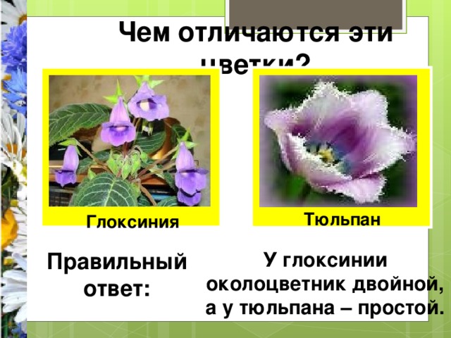 Чем отличаются эти цветки? Тюльпан Глоксиния Правильный ответ: У глоксинии околоцветник двойной, а у тюльпана – простой. 