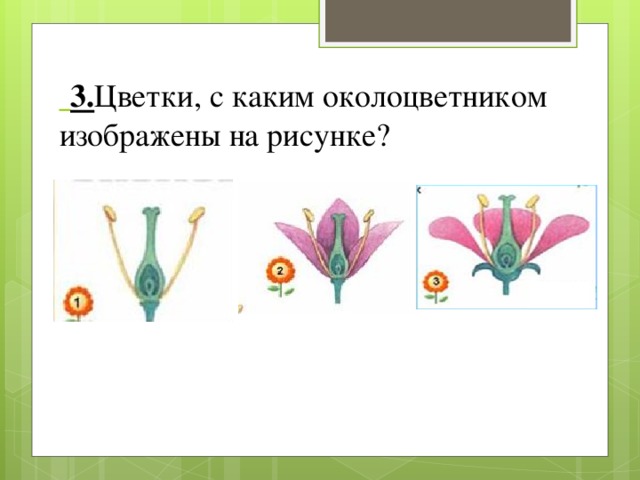  3. Цветки, с каким околоцветником изображены на рисунке? 