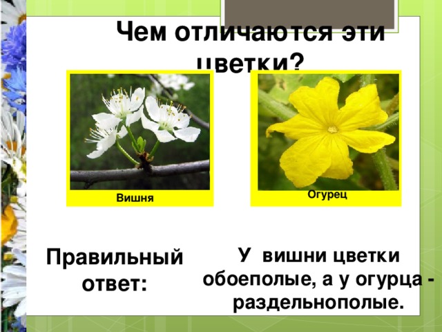 Чем отличаются эти цветки? Огурец Вишня Правильный ответ: У вишни цветки обоеполые, а у огурца - раздельнополые. 