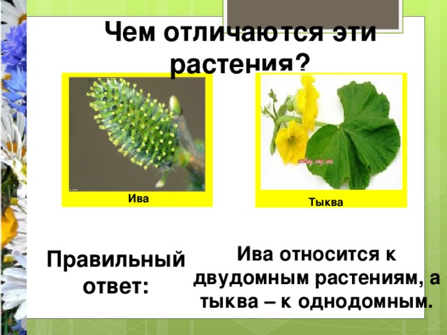 Чем отличаются эти растения? Ива Тыква Ива относится к двудомным растениям, а тыква – к однодомным. Правильный ответ: 