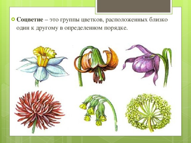 Соцветие  – это группы цветков, расположенных близко один к другому в определенном порядке. 