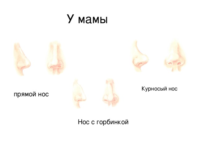 У мамы Курносый нос прямой нос Нос с горбинкой 