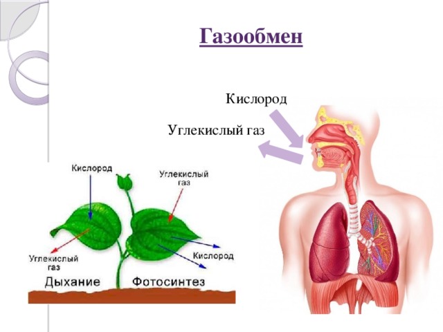 Схема газообмена у живых организмов используя свои примеры