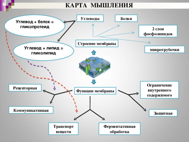 Ментальная карта по углеводам