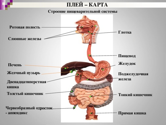 Пищевод желудок двенадцатиперстная кишка картинки