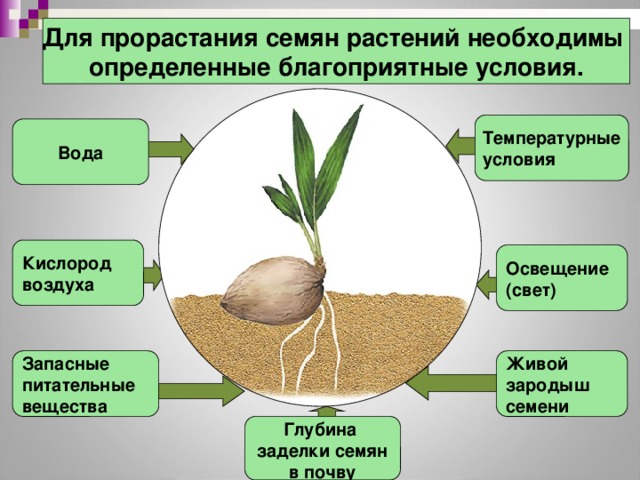 Для прорастания семян необходимы следующие условия