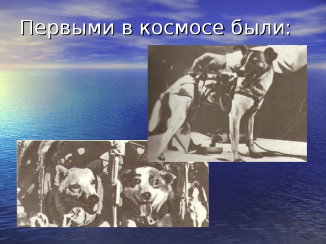 Первыми в космосе были: Еще до человека в космос были посланы собаки: Лайка, Белка, Стрелка, мыши, крысы, мухи и т.д. Лайка – первый космический путешественник. Утром 31 октября Лайку подготовили к посадке, а после обеда ее усадили в космическую какбину. Ночью контейнер с собакой установили на ракете и вывезли на старт. 3 ноября второй советский искусственный спутник Земли вышел на орбиту.  