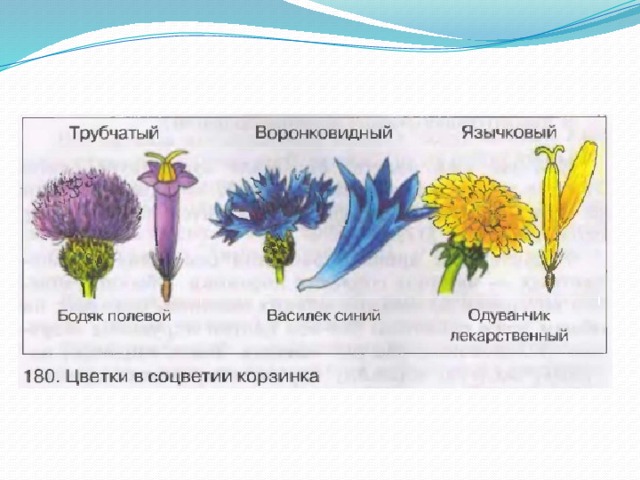 Сложноцветные соцветия