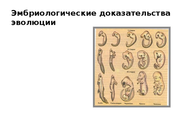 Эмбриологические доказательства эволюции. Морфологические и эмбриологические свидетельства эволюции. Сравнительно эмбриологические доказательства.