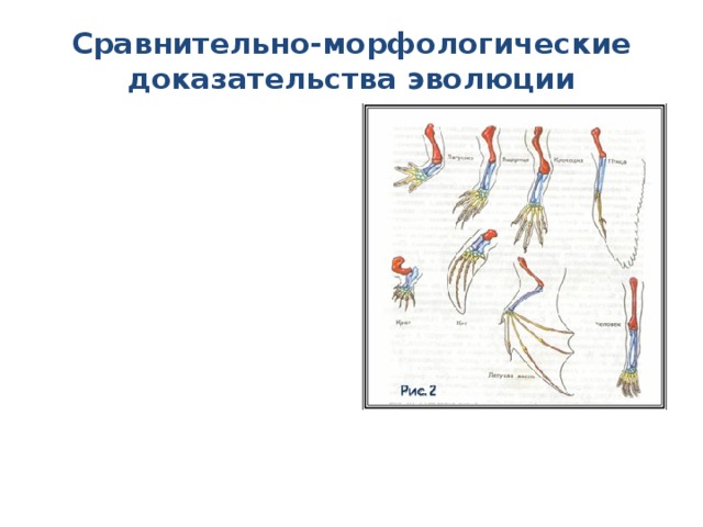 Морфологические доказательства эволюции