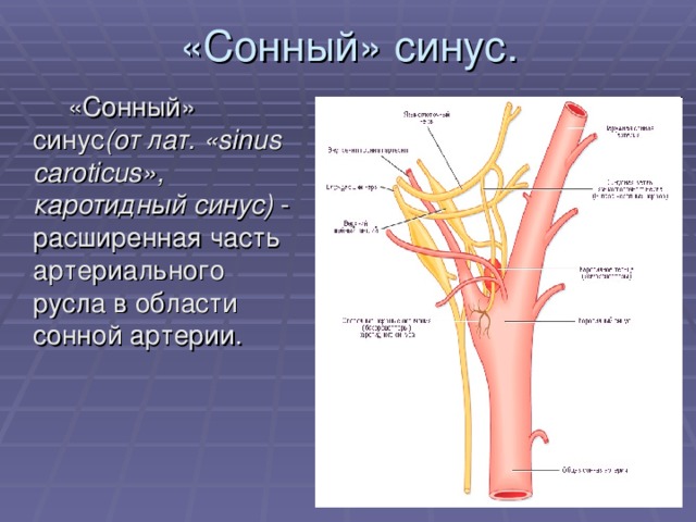 Синуса сонной артерии. Клубочки каротидного синуса. Строение каротидного синуса. Каротидный гломус. Каротидный синус и гломус.