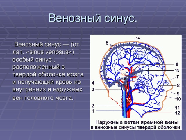 Синусы мозга схема