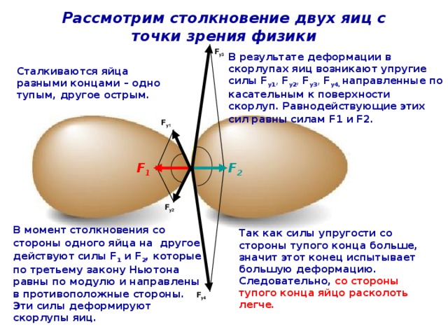 Рассмотрим столкновение двух яиц с точки зрения физики F у3 В результате деформации в скорлупах яиц возникают упругие силы F у1 , F у2 , F у3 , F у4, направленные по касательным к поверхности скорлуп. Равнодействующие этих сил  равны  силам F1 и F2 . Сталкиваются яйца разными концами – одно тупым, другое острым. F у1 F 2 F 1 F у2 В момент столкновения со стороны одного яйца на другое  действуют  силы F 1  и F 2 , которые по третьему закону Ньютона равны по модулю и направлены в противоположные стороны. Эти силы деформируют скорлупы яиц. Так как силы упругости со стороны тупого конца больше, значит этот конец испытывает большую деформацию. Следовательно, со стороны тупого конца яйцо расколоть легче. F у4 