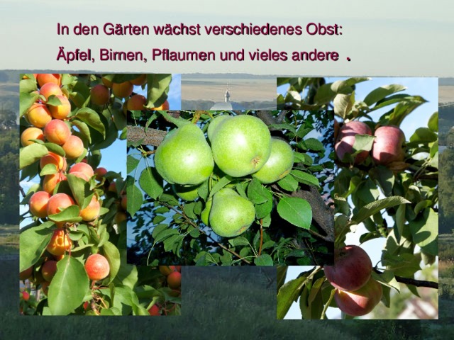 In den Gӓrten wӓchst verschiedenes Obst:  Ӓpfel, Birnen, Pflaumen und vieles andere  . 