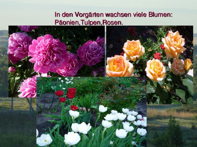 In den Vorgӓrten wachsen viele Blumen: Pӓonien, Tulpen,Rosen. 