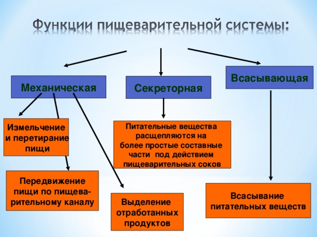 Таблица пищеварение в кишечнике всасывание питательных веществ