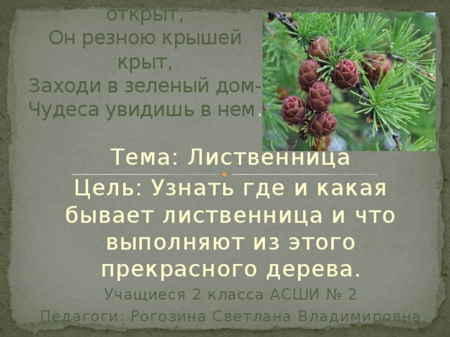 Дом со всех сторон открыт,  Он резною крышей крыт,  Заходи в зеленый дом-  Чудеса увидишь в нем . Тема: Лиственница Цель: Узнать где и какая бывает лиственница и что выполняют из этого прекрасного дерева. Учащиеся 2 класса АСШИ № 2 Педагоги: Рогозина Светлана Владимировна 