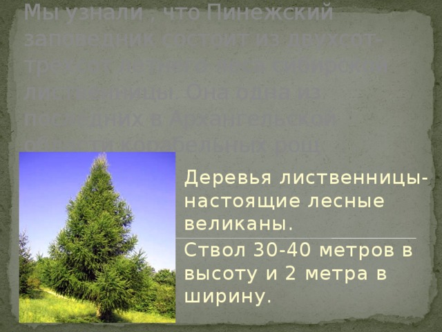 Мы узнали , что Пинежский заповедник состоит из двухсот- трехсот летнего леса сибирской лиственницы. Она одна из последних в Архангельской области корабельных рощ. Деревья лиственницы-настоящие лесные великаны. Ствол 30-40 метров в высоту и 2 метра в ширину. 