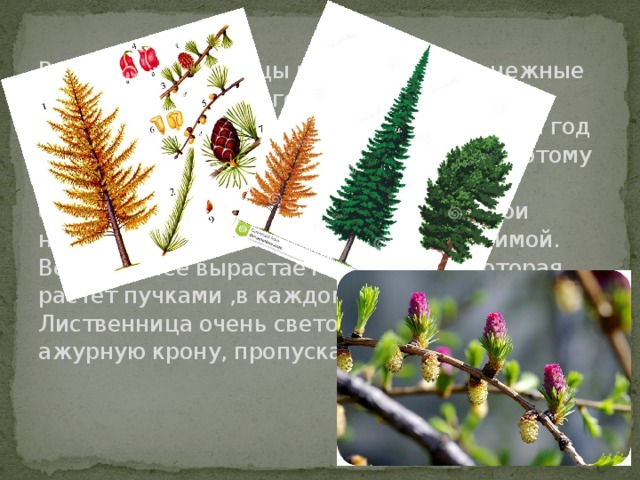 Ветки у лиственницы редкие. Листья- нежные и мягкие, плоские иголки, сидят на ветках пучками. Держатся они всего год. Каждый год лиственница сбрасывает свои иголки. Поэтому так и называется. Спокойно встречает снежные вьюги, щедро разбрасывая свои небольшие крылатые семена как раз зимой. Весной у нее вырастает новая хвоя. Которая растет пучками ,в каждом от 20 до 60 хвоинок.  Лиственница очень светолюбива. Она имеет ажурную крону, пропускающую много света.     
