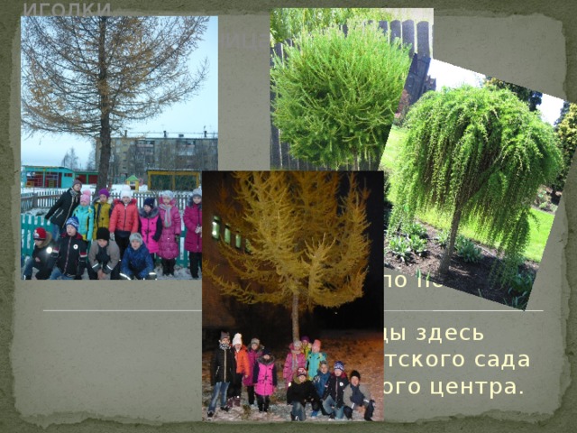 Снега. Сыпучие иголки.  Здесь лиственница,  расплетаясь,  Теряет медные заколки. Мы экскурсию смогли понаблюдать это, когда ходили на экскурсию по поселку Цигломень. Лиственницы здесь растут у детского сада и Культурного центра. 