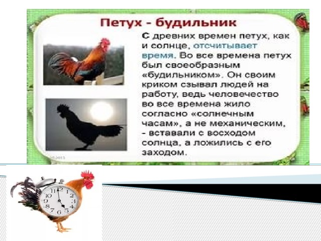 Будильник петух