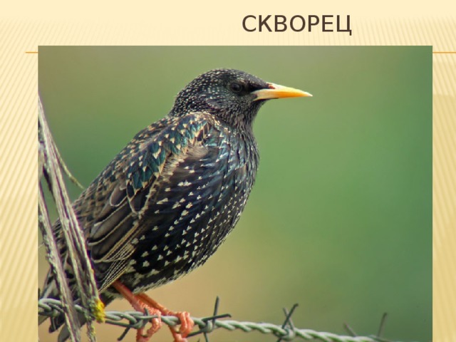  СКВОРЕЦ 