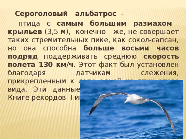   Сероголовый альбатрос  -  птица с самым большим размахом крыльев (3,5 м), конечно же, не совершает таких стремительных пике, как сокол-сапсан, но она способна больше восьми часов подряд поддерживать среднюю скорость полета 130 км/ч . Этот факт был установлен благодаря датчикам слежения, прикрепленным к лапе одной из птиц этого вида. Эти данные даже зафиксированы в Книге рекордов Гиннеса.  