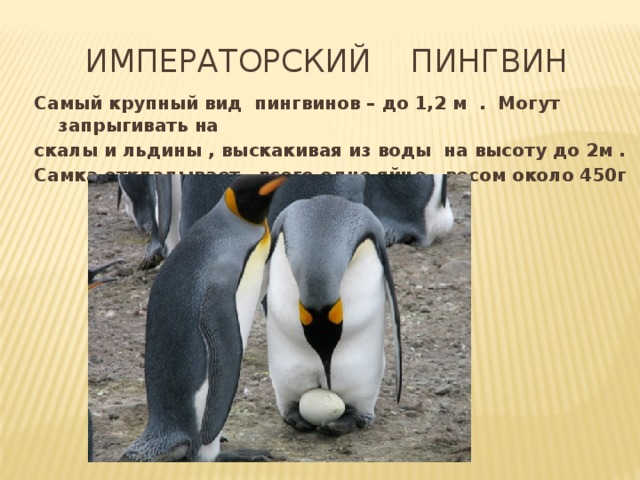  Императорский пингвин Самый крупный вид пингвинов – до 1,2 м . Могут запрыгивать на скалы и льдины , выскакивая из воды на высоту до 2м . Самка откладывает всего одно яйцо весом около 450г 