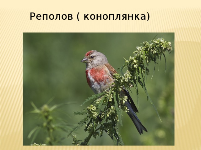 Реполов ( коноплянка) 