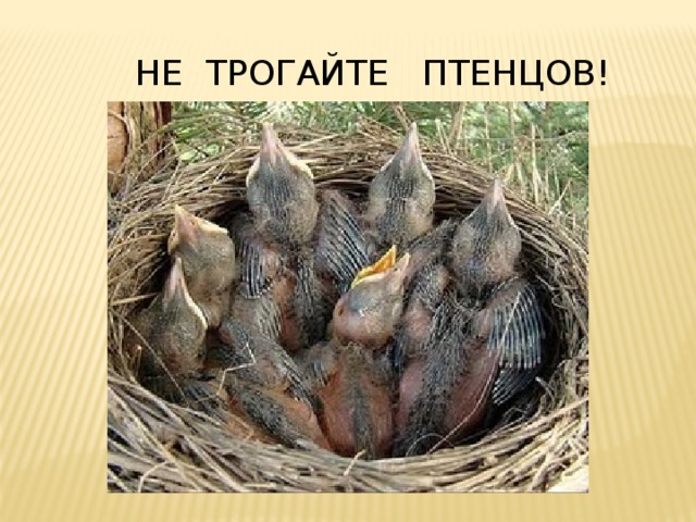 НЕ ТРОГАЙТЕ ПТЕНЦОВ! 