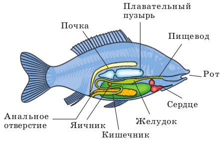 какова окраска спины боков и брюха рыбы. Смотреть фото какова окраска спины боков и брюха рыбы. Смотреть картинку какова окраска спины боков и брюха рыбы. Картинка про какова окраска спины боков и брюха рыбы. Фото какова окраска спины боков и брюха рыбы