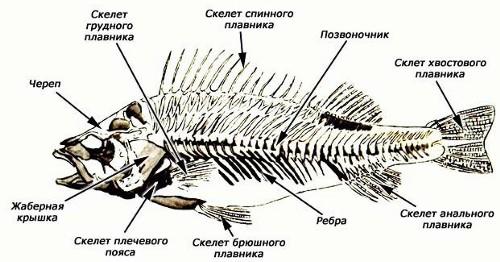 какова окраска спины боков и брюха рыбы. Смотреть фото какова окраска спины боков и брюха рыбы. Смотреть картинку какова окраска спины боков и брюха рыбы. Картинка про какова окраска спины боков и брюха рыбы. Фото какова окраска спины боков и брюха рыбы