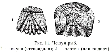 какова окраска спины боков и брюха рыбы. Смотреть фото какова окраска спины боков и брюха рыбы. Смотреть картинку какова окраска спины боков и брюха рыбы. Картинка про какова окраска спины боков и брюха рыбы. Фото какова окраска спины боков и брюха рыбы