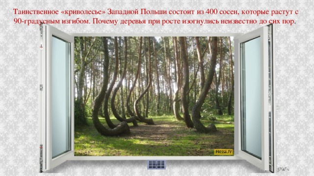 Таинственное «криволесье» Западной Польши состоит из 400 сосен, которые растут с 90-градусным изгибом. Почему деревья при росте изогнулись неизвестно до сих пор . 