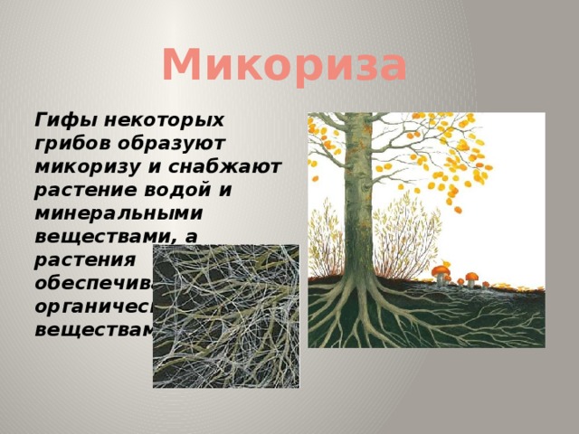 Что такое микориза у грибов