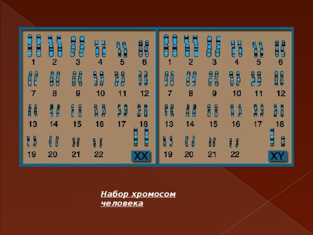 Схема хромосомного набора. Набор хромосом. Гаплоидный набор хромосом человека. Стандартный набор хромосом. Виды наборов хромосом.