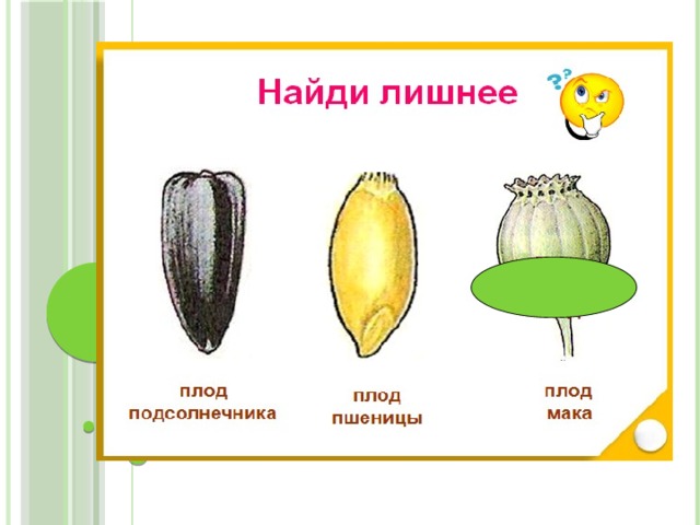 Семянка рисунок плода