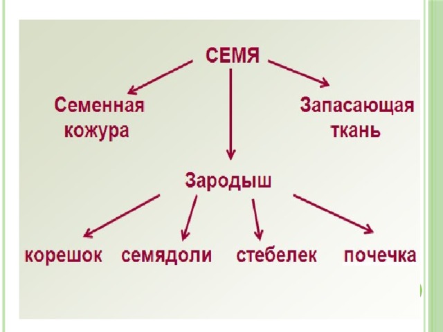 Состав и строение семян презентация