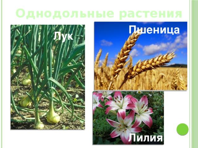 Презентация по однодольным