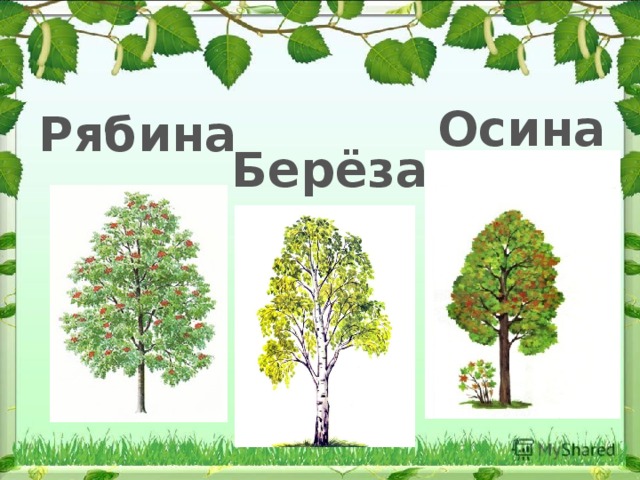 Осина и ольха отличия в картинках