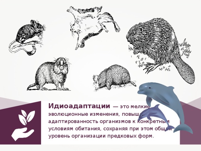 К каким отрядам относятся изображенные на рисунке млекопитающие насекомоядные