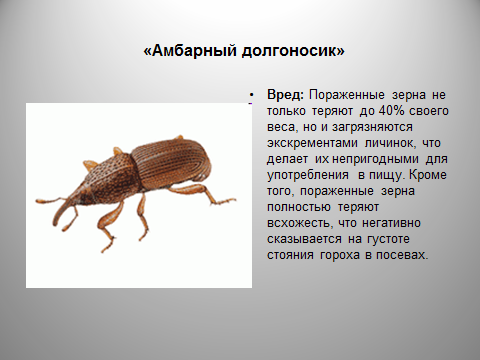 Вред зерна. Амбарный Жук. Амбарный долгоносик. Хлебный долгоносик. Долгоносик в зерне.