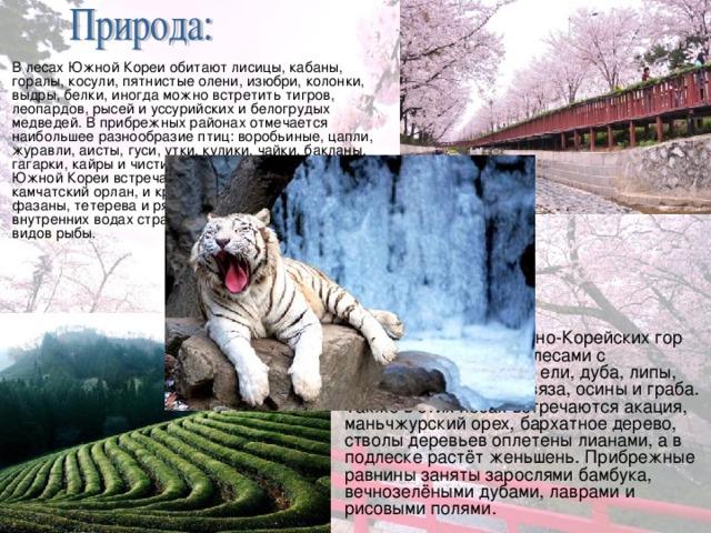 Презентация "Южная Корея"